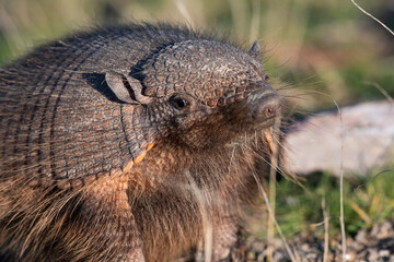 Hairy Armadillo, in grassland environment, Peninsula Valdes, Patagonia, Argentina