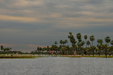 Palms landscape in La Estrella Marsh variety of bird species,  Formosa province, Argentina.