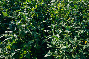 green soybean  crops in growth at field