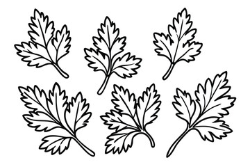 Parsley Leaf Line Art Creative Artwork for Nature Inspired Design 
