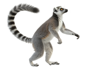 Ring tailed lemur standing upright isolated on a transparent background