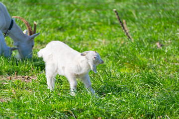Obraz premium Goat white goat kid on meadow at Swiss City of Zürich on a sunny spring day. Photo taken April 1st, 2025, Zurich Schwamendingen, Switzerland.
