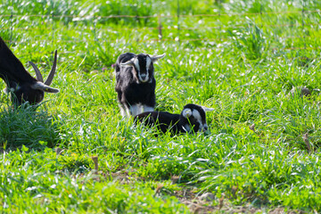 Naklejka premium Cute black goat kids on meadow at Swiss City of Zürich on a sunny spring day. Photo taken April 1st, 2025, Zurich Schwamendingen, Switzerland.