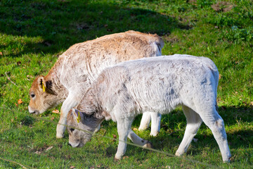 Obraz premium Cute white brown calf of breed Rätisches Grauvieh grazing on meadow at Swiss City of Zürich on a sunny spring day. Photo taken April 1st, 2025, Zurich Schwamendingen, Switzerland.