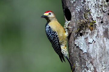 Hoffmann's Woodpecker