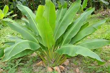 Obraz premium Green banana leaves create a lush canopy in tropical landscape Generative AI