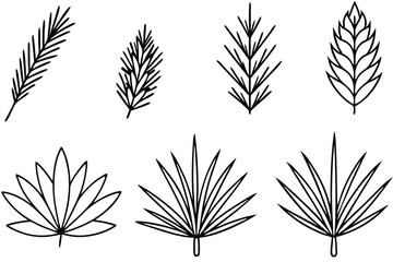 Pine Needle Line Art Sketch for Botanical Art Projects 