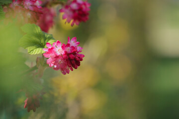 The  redflower currant (Ribes sanguineum Pursch)
