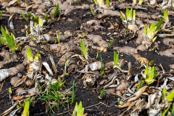 Fototapeta premium A diverse collection of small plants is currently emerging from the ground