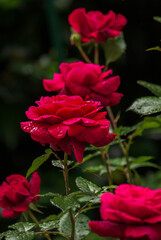 blutrote rosen mit Bokeh : die Rose Bellevue® in meinem Garten 