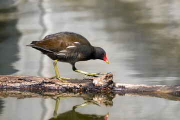 Teichhuhn, Teichralle (Gallinula chloropus) läuft geduckt über Schwemmholz in silbrigem Wasser -...