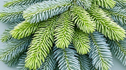 Fir Branches Close Up