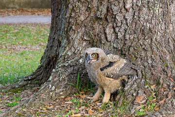 Fledgling Great Horned Owlet on the Ground After Falling Out of a tree in Audubon Park, New Orleans, LA, USA