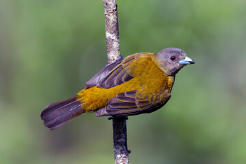 Scarlet-rumped Tanager