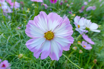 Fototapeta premium 優しい色合いのコスモスの花