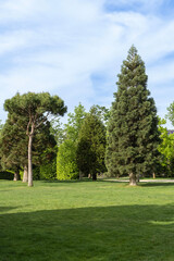 Public landscape park of Galitsky in sunny spring 2024. Huge young trees of giant sequoiadendron (giant sequoia or giant redwood) in city park of Krasnodar.