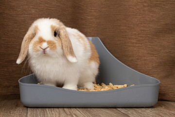 A dwarf rabbit sits in his litter tray