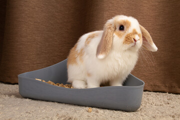 A bunny rabbit sits in his litter tray
