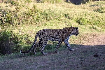Leopard walking in the african savannah during safari in Kenya