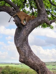 Lion cub climbing a tree in the african savannah