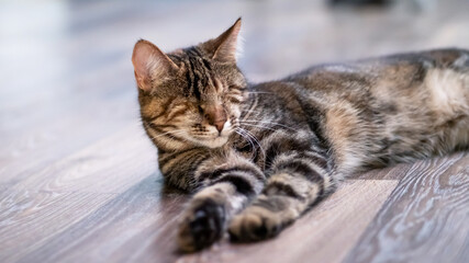 A cat is peacefully laying on the floor with its eyes closed, resting