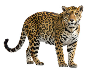 Obraz premium A full body shot of a jaguar standing isolated on a transparent background