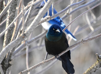 A common grackle in spring, Sainte-Apolline, Québec, Canada