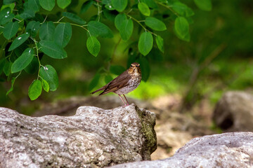 A Swainson's Thrush poses beautifully on a group of rocks.