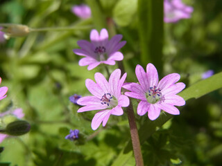 Fototapeta premium Natura
