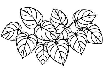 Peperomia Leaf Line Art Detailed Drawing for Botanical Illustration  