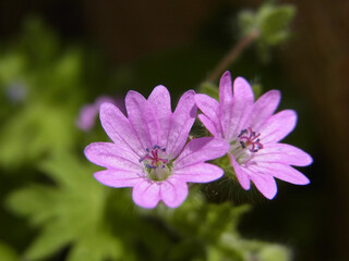 Obraz premium Natura