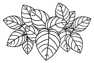 Peperomia Leaf Line Art Intricate Sketch for Nature Prints  