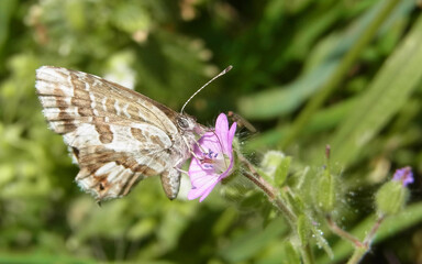 Farfalla