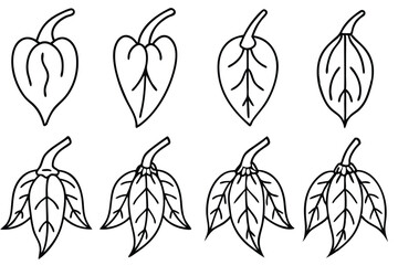 Pepper Leaf Line Art Detailed Drawing for Artistic Illustration Purpose 