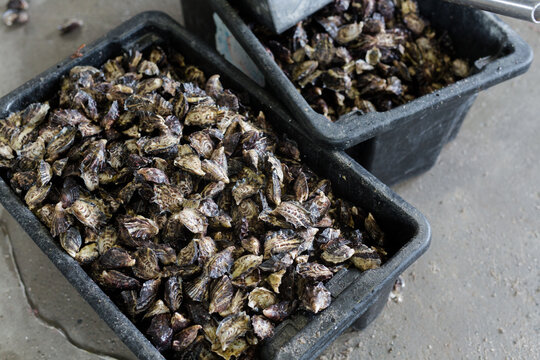 a tub of fresh pacific oysters