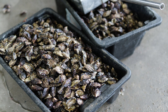 a tub of fresh pacific oysters