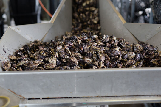 a pile of fresh pacific oysters
