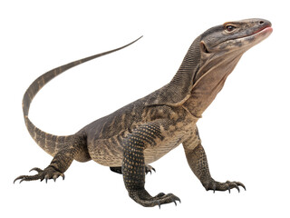 A monitor lizard standing with its head raised and tail curved isolated on a transparent background