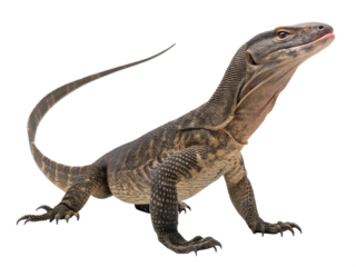 A monitor lizard standing with its head raised and tail curved isolated on a transparent background