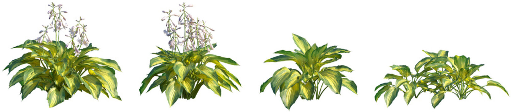Set of Hosta Justine (Funkia) frontal isolated png on a transparent background perfectly cutout high resolution
