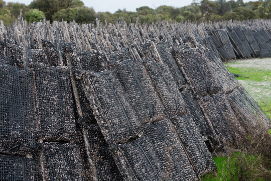 Pacific oyster growing racks