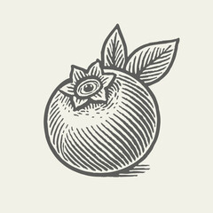 Obraz premium Blueberry. Vintage detailed woodcut linocut engraving style vector illustration. 
