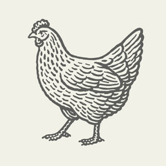 Chicken. Vintage detailed woodcut linocut engraving style vector illustration. 
