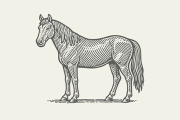 Horse standing. Vintage woodcut linocut engraving style vector illustration. 