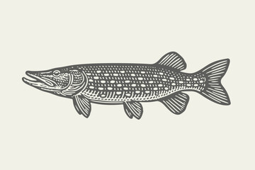 Pike side view. Vintage woodcut engraving style vector illustration. 