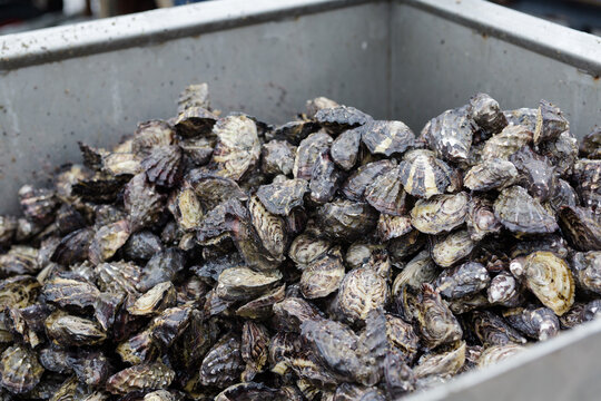 a  pile of fresh pacific oysters