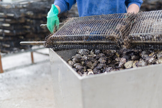 fisherman taking Pacific oysters out of a growing basket