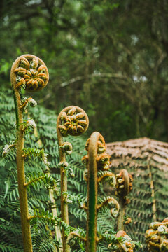 Fern fronds in the rain forrest.