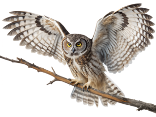 A beautiful owl perched on a branch with its wings spread wide isolated on a transparent background