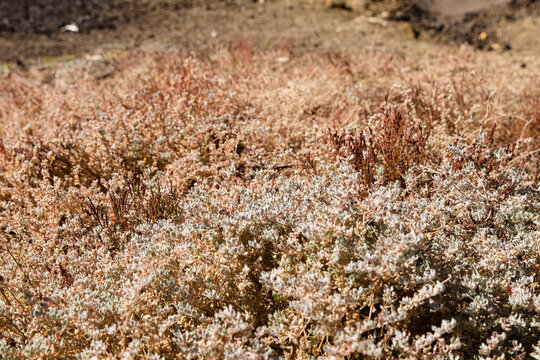 Native plants